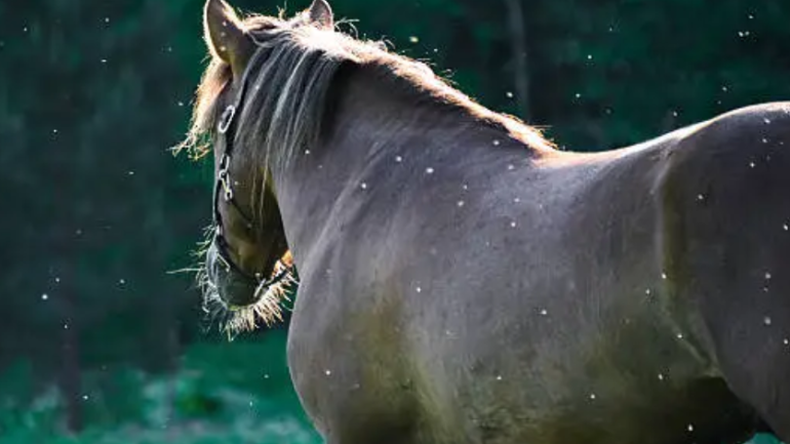 Qué dice el MSP del primer caso de encefalitis equina