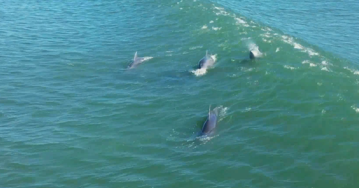 Ballenas Delfines Orcas Y Lobos Marinos En Playas De Rocha