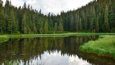 D A Internacional De Los Bosques Ltimas Noticias De Uruguay Y Del