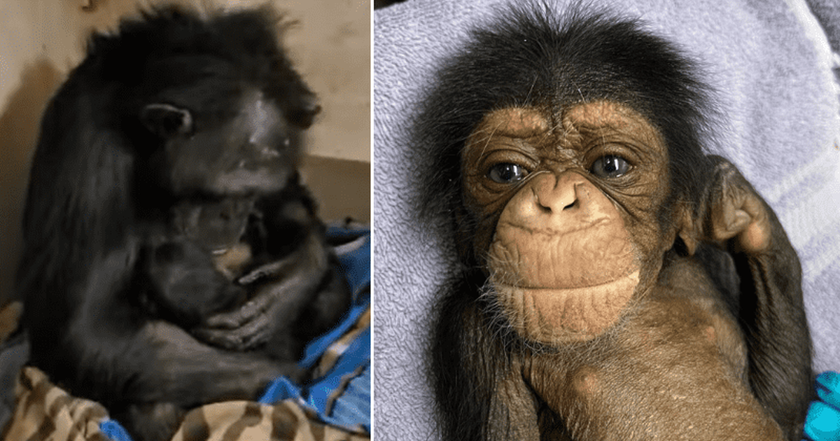 Madre Chimpanc Fue Reunida Con Su Beb Y El Video Se Hizo Viral