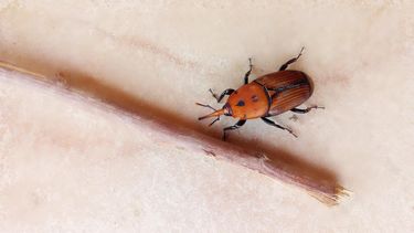 Diputado del PN reclama a Ambiente respuesta a pedido de información sobre picudo rojo que envió en julio