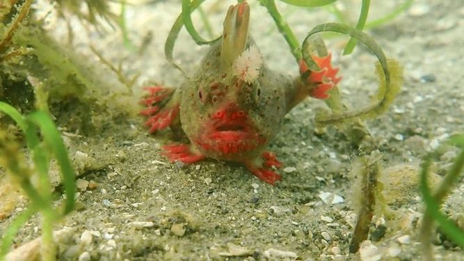 Científicos australianos buscan salvar raros peces con manos