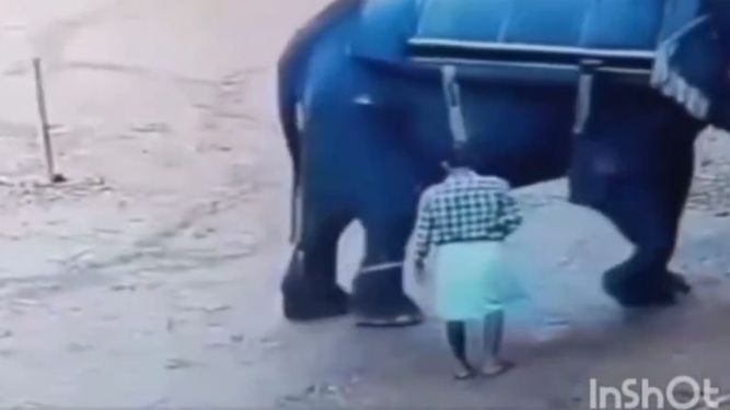 Elefante se enfureció con su cuidador y lo aplastó hasta darle muerte