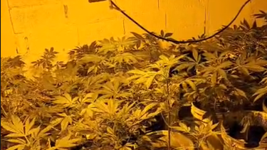 Tres condenados tras investigación por rapiñas que permitió incautar 142 plantas de marihuana en Paso Carrasco