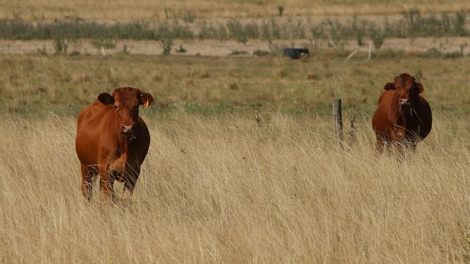 MGAP reforzará controles de animales antes de la faena para evitar residuos de medicamentos veterinarios