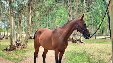 Por qué la yegua Sirena Zafira fue la elegida como regalo del presidente Orsi a Xi Jinping