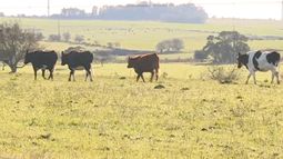 Polémica por compra de Colonización: de compraron por Google Earth a homenaje a los trabajadores rurales