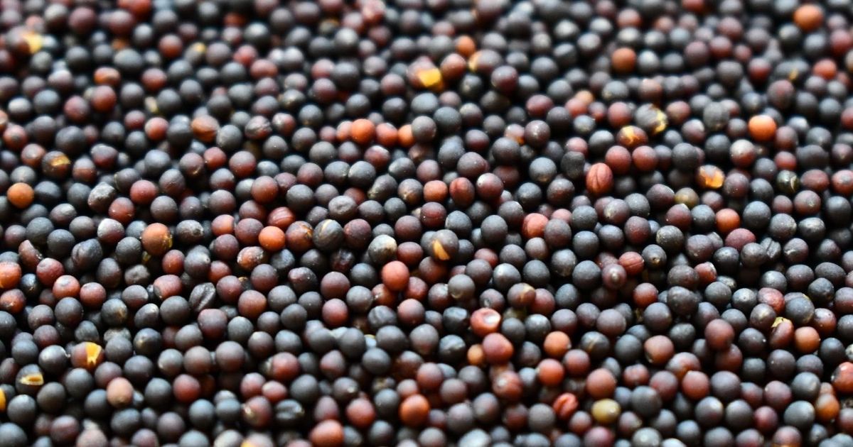 Cuscino Termico Ai Semi Di Colza Biologico 24x24 Cm - Caldo O Freddo Per Piccole Parti Del Corpo - Tessuto Cotone Blu