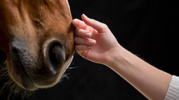 Estudio sobre caballos.
