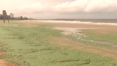 Al menos cinco playas de Montevideo presentaban cianobacterias.