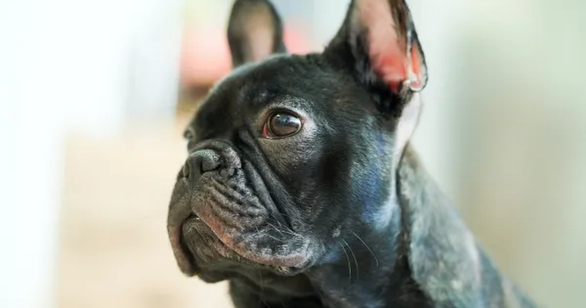 Bulldog francés: La raza canina más popular en EE.UU.