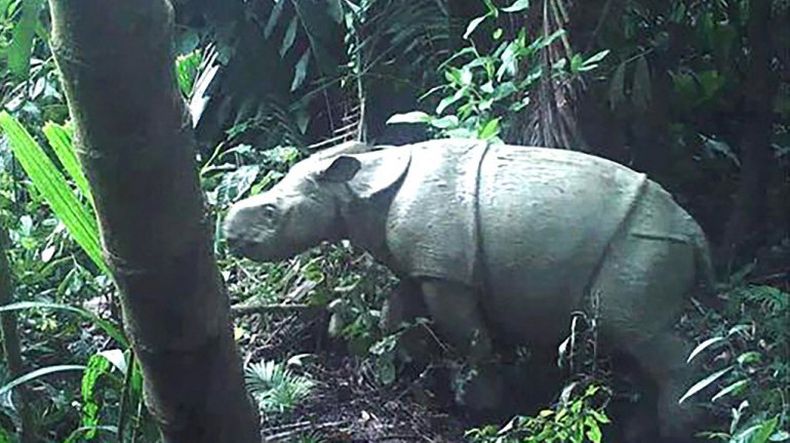 Rinoceronta india Valentina, nuevo huésped de zoológico en Perú