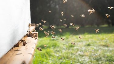 ataque de abejas causo panico en el centro de melo