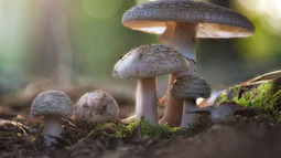 El MSP alertó sobre los riesgos de consumir hongos silvestres