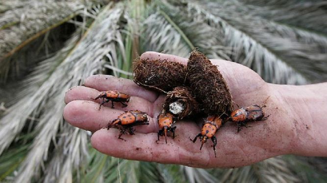 El Gobierno creó un grupo asesor de expertos para el combate del picudo rojo, con el fin de combatir la plaga