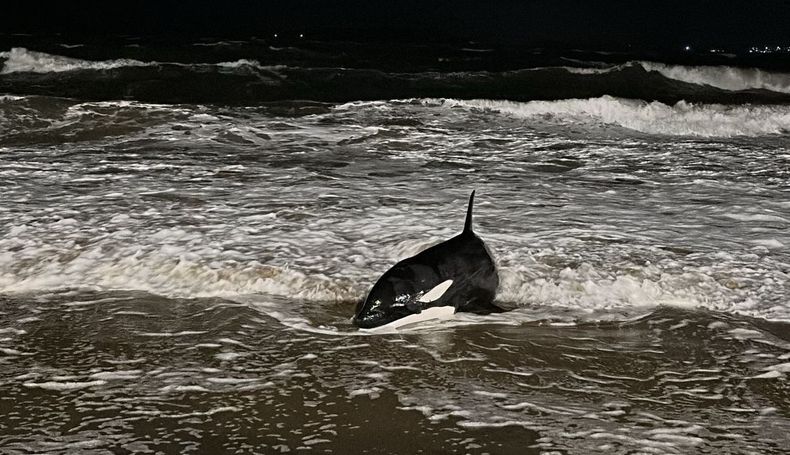 Cría de orca apareció varada en Punta del Este en medio del temporal de viento y evalúan cómo intervenir