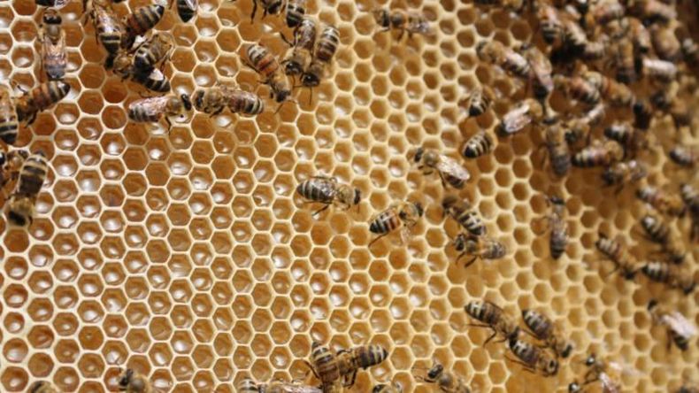 ¿Qué hacer ante un ataque de abejas? Esto respondió una experta apicultora y médica