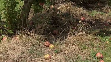 El agua vino embarrada: productor rural de Joanicó perdió producción de manzanas por la tormenta del lunes
