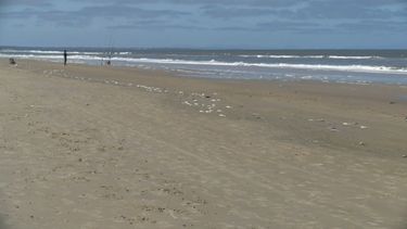 MGAP investiga aparición de peces muertos en Ciudad de la Costa