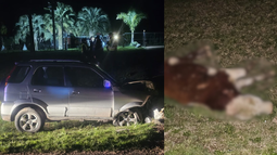 Vaca embestida y conductor fallecido en Maldonado.&nbsp;