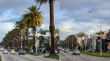 Picudo rojo amenaza las palmeras de Bulevar Artigas.