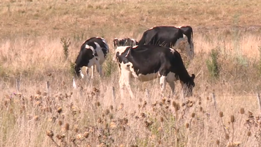 ARU espera declaración de emergencia agropecuaria por sequía