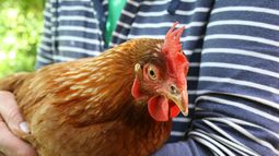 Gripe aviar: ¿Qué posibilidades hay de que se transmita a humanos y qué medidas tomar?