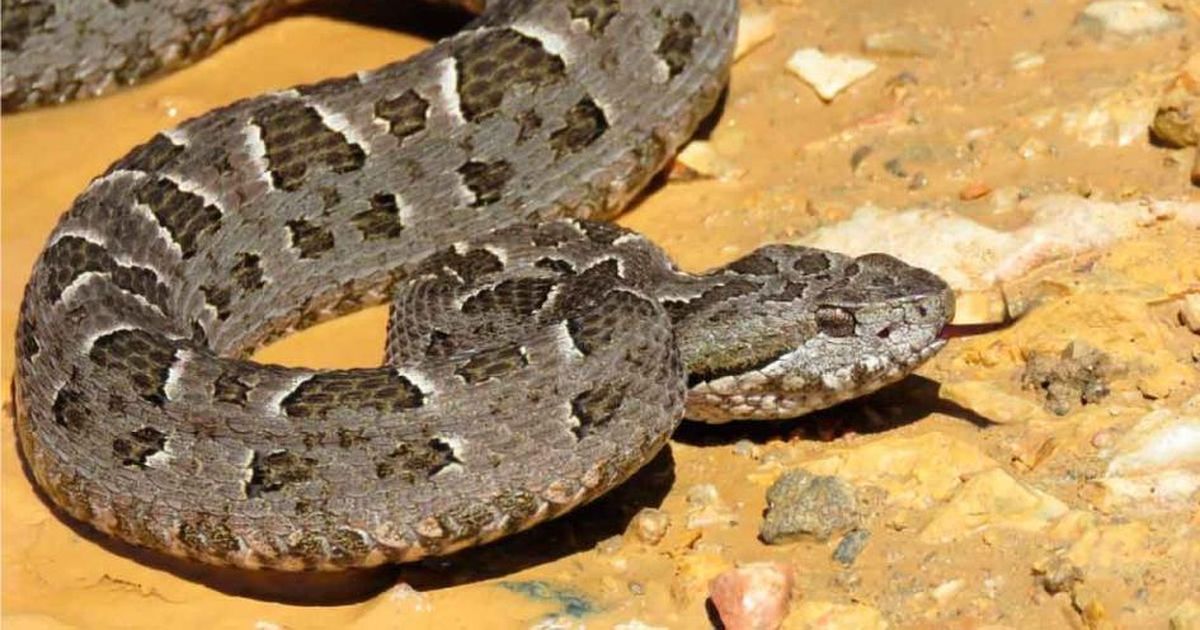 Preocupación En Rocha Por Mordeduras De Víboras