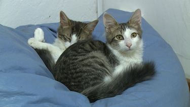 Animales Sin Hogar inauguró nuevo centro de adopciones