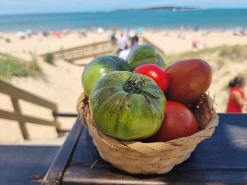 La actividad congregará a más de 30 expositores y habrá cerca de 100 variedades de tomates