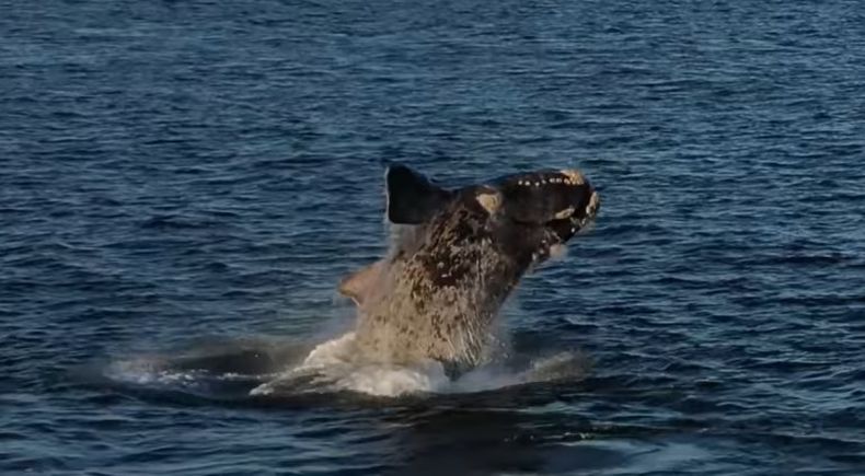 Una ballena Morfo Gris realizó un gran espectáculo en Punta del Este