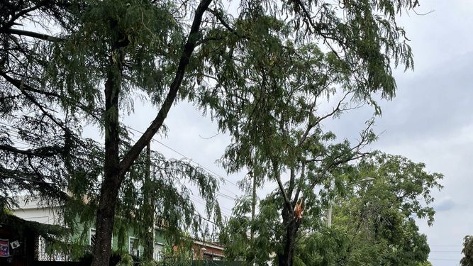Temporal causó destrozos en algunos barrios de Montevideo