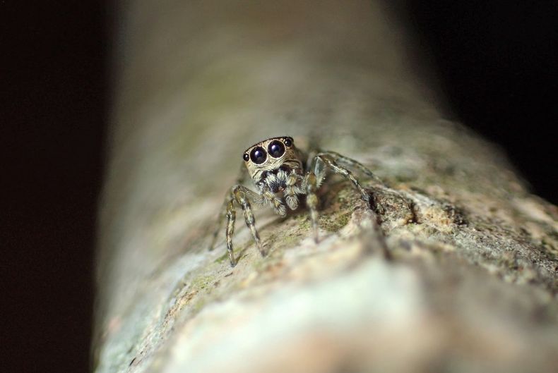 G.minuanoHembra.jpg