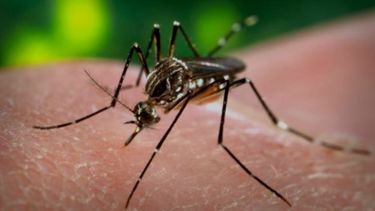 ¿Cuánto durará la invasión de mosquitos en Uruguay?