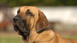 Trabajador del correo fue hospitalizado tras ataque de una jauría