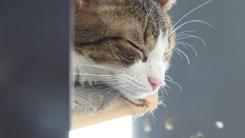Cafelino: un centro de adopción de gatos en pleno Centro.