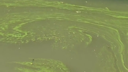 El riesgo de las cianobacterias: una amenaza para la salud animal en la cuenca del Río Negro