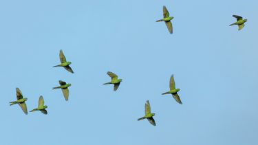 Sebastián Da Silva pide combate frontal contra la cotorra de campo y reclama autorización para usar veneno