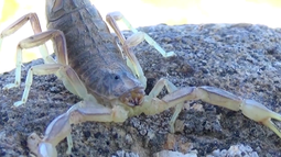 Niño de siete años fue picado por un alacrán en Artigas