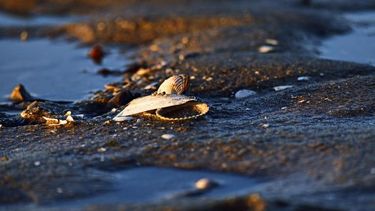 Constatan marea roja en Isla de Lobos y prohíben extracción.
