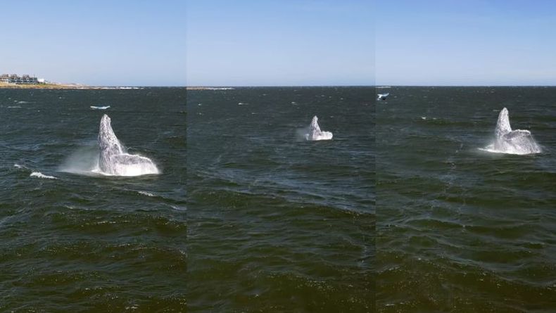 BALLENA PDE.jpg