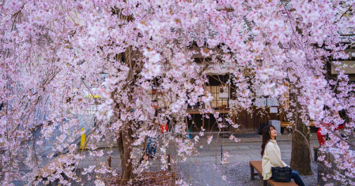 Un espectáculo milenario: Japón cautiva en plena temporada de cerezos en flor