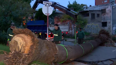 Temporal en el sur del país provocó la caída de una palmera en el Prado Temporal en el sur del país provocó la caída de una palmera en el Prado