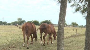 Caballos.
