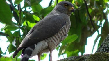 Las aves, nuevas víctimas de las balas perdidas en Río de Janeiro