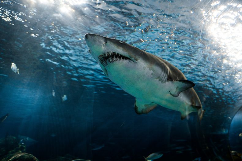 Aumentan los ataques de tiburones y muertes de personas, según estudio