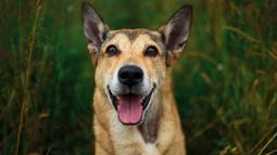 Controles ante avance de la leishmaniasis en Artigas.&nbsp;