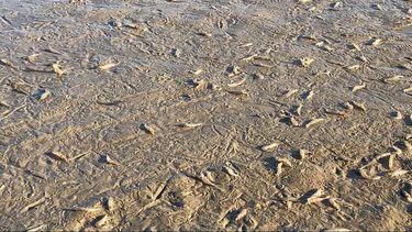 Pescadores sorprendidos ante fuerte presencia de camarones.