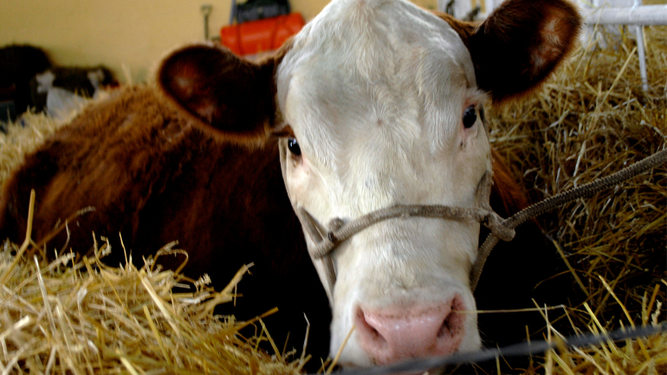 Enviaron a prisión preventiva a director de empresa que actuaba como tenedora de ganado de Conexión Ganadera