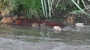 Nacieron dos carpinchos albinos en la reserva de Tacuarembó